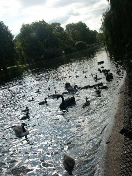 Some of the many types of birds in St. James Park